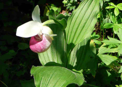 75_Cypripedium-reginae.jpg