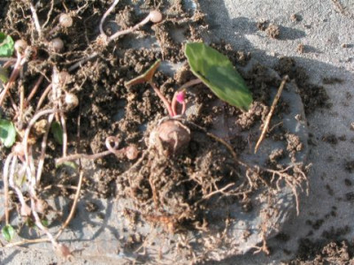 Cyclamen02.jpg