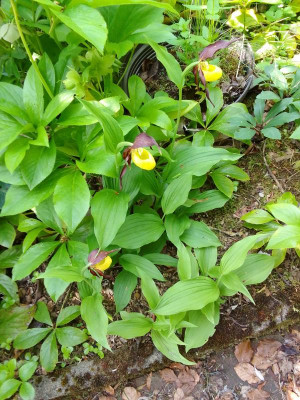 Cypripedium.jpg