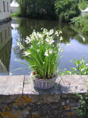 Ippenburg_08_Leukojum_Gravetye_Giant__001.jpg