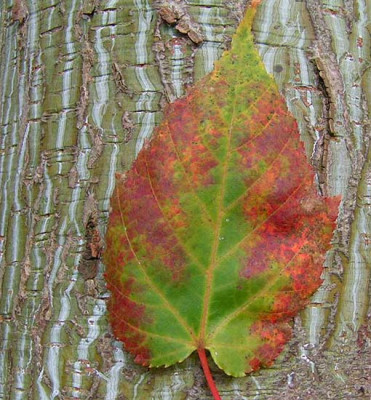 Acer_davidii.jpg