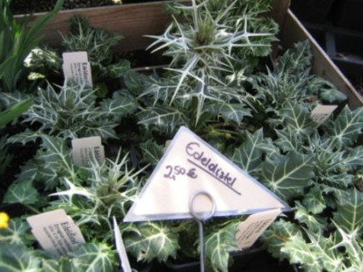 Ippenburg_08Eryngium_varif.jpg