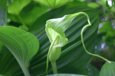 Arisaema_intermedium.JPG