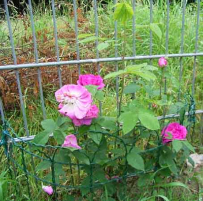 RdV_06_08_04.JPG
