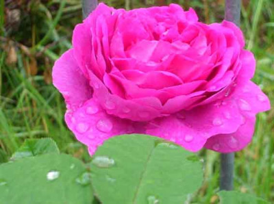 RdV_06_08_08.JPG