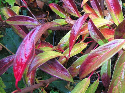 viburnum_hillieri_winto_021104.jpg
