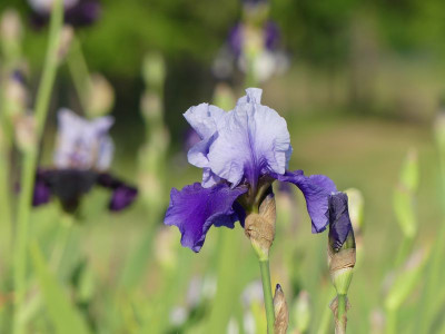 2023-05-27 Iris 'Best Bet' 1.jpg