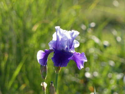 2023-05-27 Iris 'Best Bet' 2.jpg