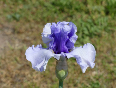 2023-05-27 Iris 'Brussels' 1.jpg