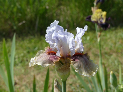 2023-05-27 Iris 'Guatemala' 1.jpg