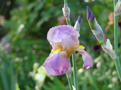2023-05-27 Iris 'Lichterfelder Herbstfreude' 3.jpg