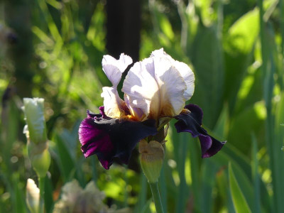 2023-05-27 Iris 'Lost in Memories' 2.jpg