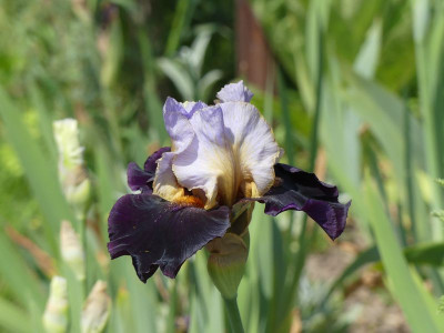 2023-05-27 Iris 'Lost in Memories' 1.jpg