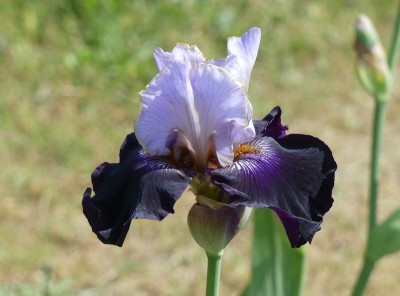 2023-05-27 Iris 'Route near the River' 2.jpg