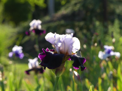 2023-05-27 Iris 'Route near the River' 7.jpg