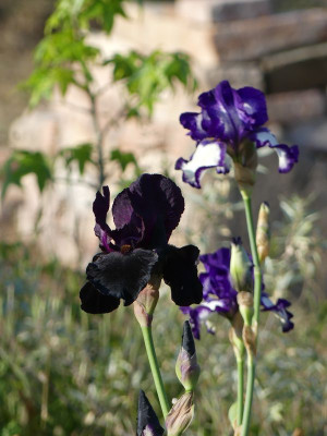 2023-05-27 Iris 'Sable Night' 1.jpg