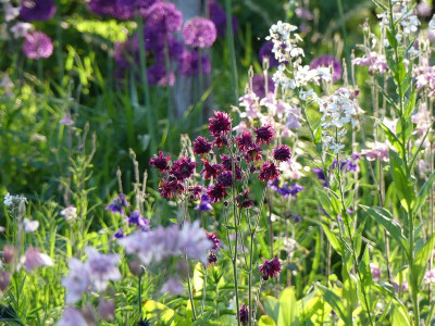 2023-05-27 Aquilegia 2.jpg