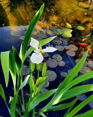 Iris pseudacoris C d l C.jpg