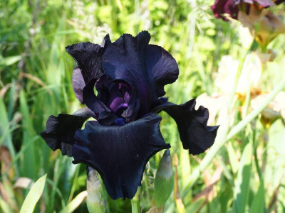 Black Suited 1999 Sterling Innerst P5260010.JPG