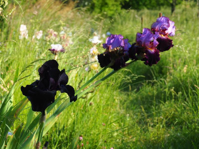 Black Suited - One of a Kind P5260011.JPG