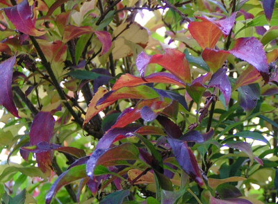Forsythia_021104.jpg