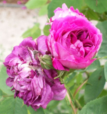RdV_Roseninsel_4311.jpg
