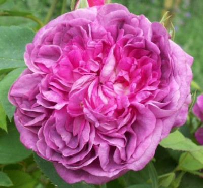 RdV_Roseninsel_4316.jpg