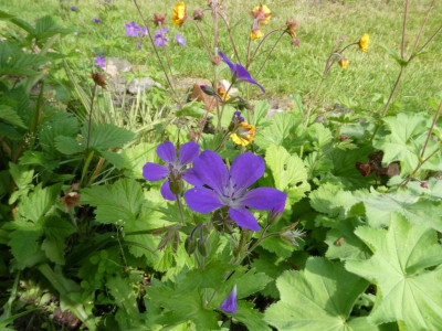 Geranium sylvaticum Slg.JPG