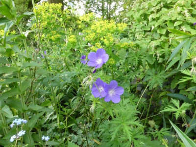 Geranium Orion.JPG