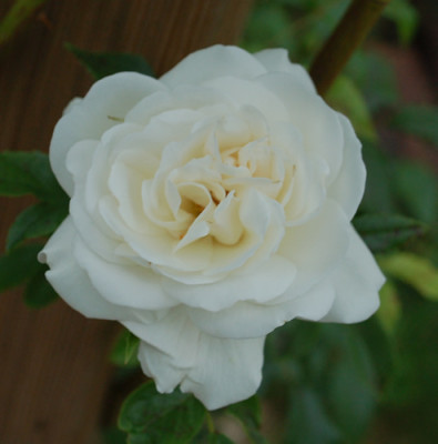 Schneewittchen_Clg_0010__P_24749.jpg