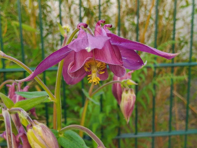 Aquilegia Comer See.jpg
