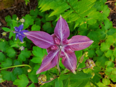 Aquilegia Comer See Rücken.jpg