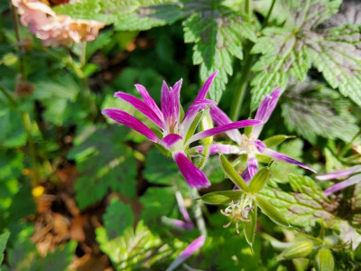 Geranium Sämling Nordlicht 1.jpg