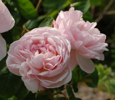 Alfred_de_Dalmas_0010__24239.jpg