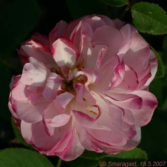 Alfred-de-Dalmas-2007-05-18_7586.jpg