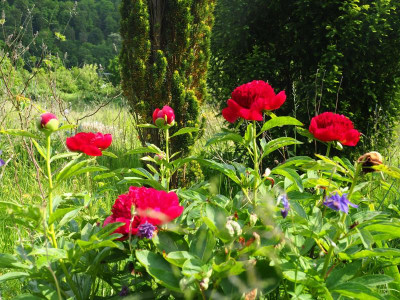 Paeonia Red Charme P5240040.JPG
