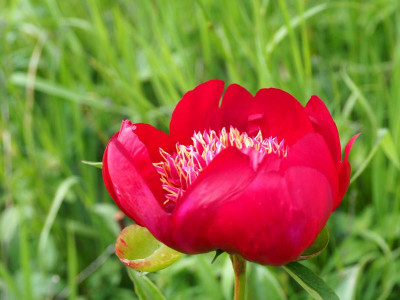Paeonia 'Walter Mains' 1957 P5240048.JPG