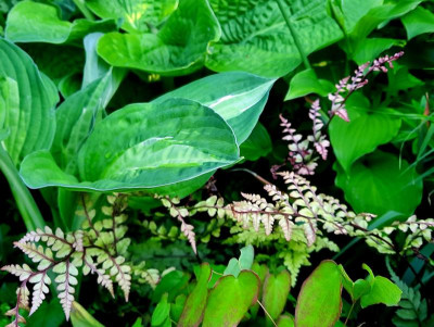 Hosta mit Epimedium und Athyrium otophorum.jpg