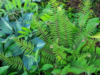 Hosta mit Polystichum setiferum.jpg