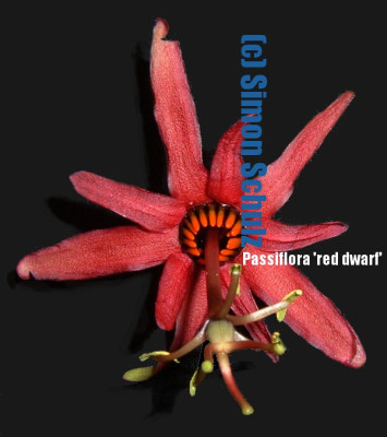 passiflora_red_dwarf_bluete_o600_txt_091104.jpg