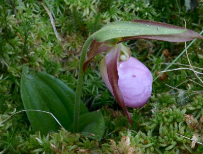 C.acaule von Stick blüht.jpg