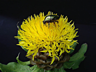 C._macrocephala_rosenkafer_um.jpg