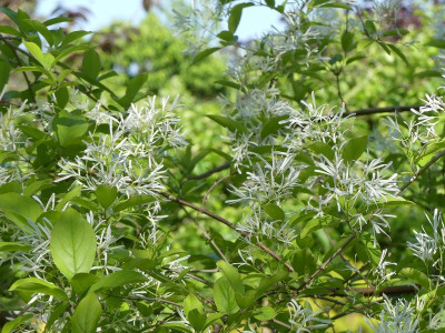 2023-05-28 Chionanthus retusus 1.jpg