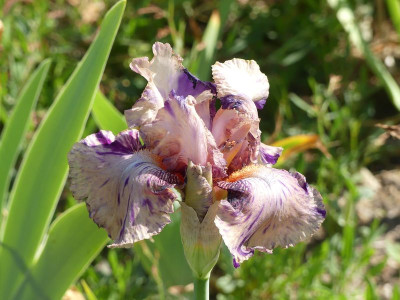 2023-05-28 Iris 'Brindled Beauty' 1.jpg