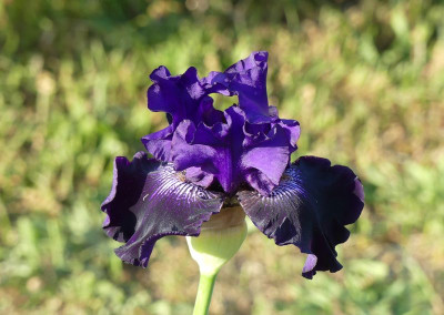 2023-05-28 Iris 'Big Mistake' 1.jpg