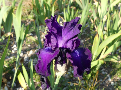 2023-05-28 Iris 'Loyalist' 2.jpg
