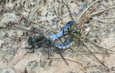 Orthetrum_cancellatum_-_Grosser_Blaupfeil_04a_Paarung.jpg
