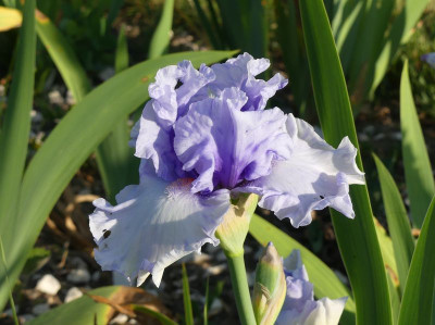 2023-05-28 Iris 'Lark Ascending' 2.jpg