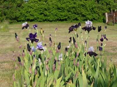 2023-05-28 Iris 2.jpg