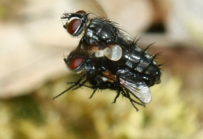 Tachinidae_cf_-_Raupenfliege_13a_7-8mm_Flugpaarung.jpg
